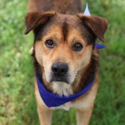 Shelter Stray Male Dog last seen Near BLOCK RITTIMAN RD, San Antonio, TX 78227