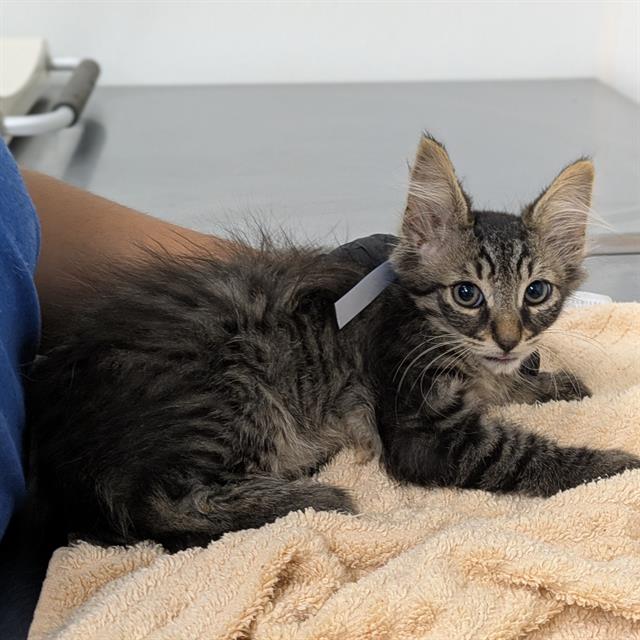 Shelter Stray Male Cat last seen , Camarillo, CA 93010