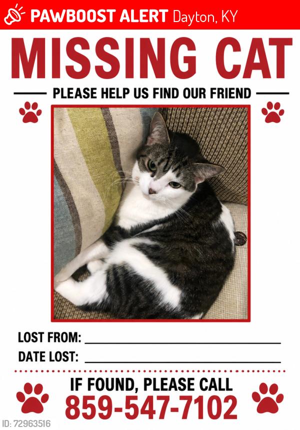 Lost Female Cat last seen Fourth Ave, Dayton, KY 41074