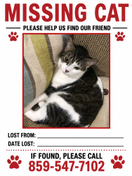 Lost Female Cat last seen Fourth Ave, Dayton, KY 41074