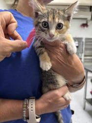 Shelter Stray Female Cat last seen , Camarillo, CA 93010