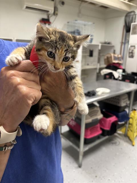 Shelter Stray Female Cat last seen , Camarillo, CA 93010
