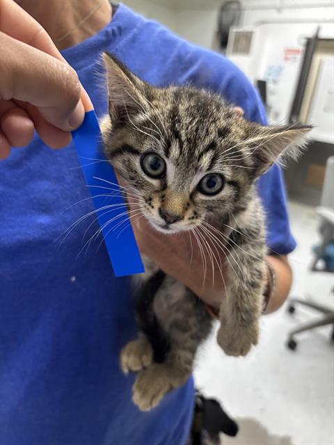 Shelter Stray Male Cat last seen , Camarillo, CA 93010