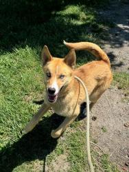 Shelter Stray Female Dog last seen Near BLOCK WERDER DR,63121, Olivette, MO 63132