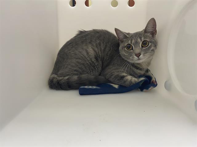 Shelter Stray Female Cat last seen Near BLOCK S 62ND ST, Milwaukee, WI 53215