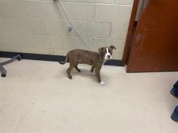 Shelter Stray Male Dog last seen , Milwaukee, WI 53215