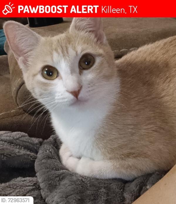 Lost Female Cat last seen Poage avenue, Killeen, TX 76541