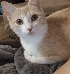Lost Female Cat last seen Poage avenue, Killeen, TX 76541