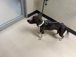 Shelter Stray Female Dog last seen Near BLOCK N 49TH ST, Milwaukee, WI 53215