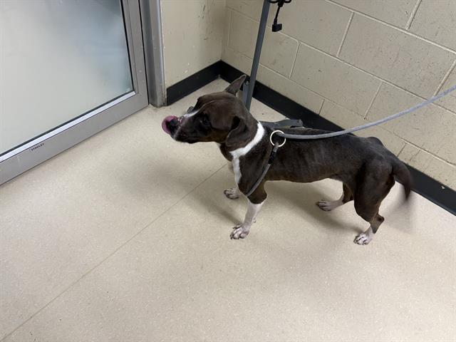 Shelter Stray Female Dog last seen Near BLOCK N 49TH ST, Milwaukee, WI 53215