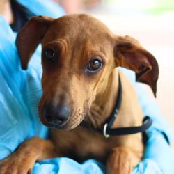 Shelter Stray Female Dog last seen FM 1346, San Antonio, TX 78227