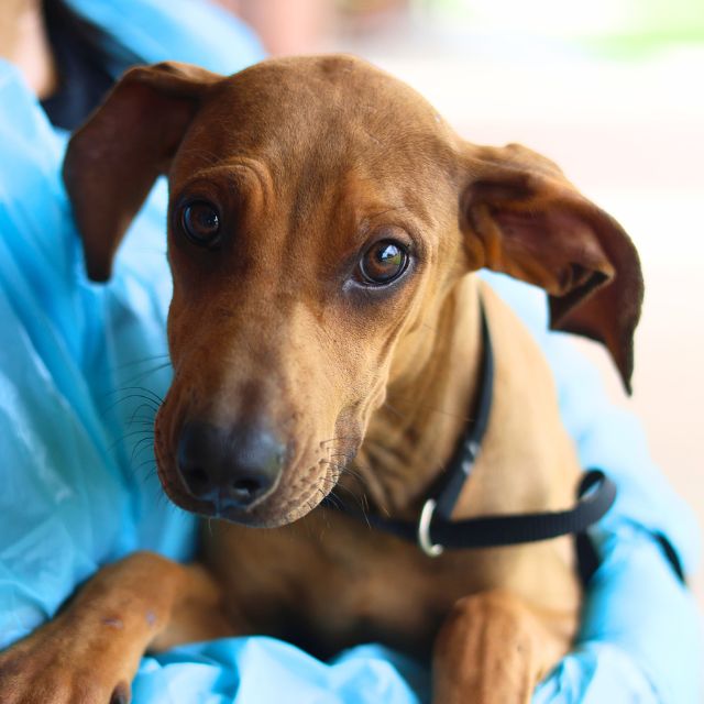 Shelter Stray Female Dog last seen FM 1346, San Antonio, TX 78227