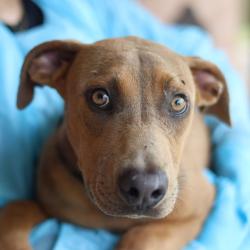 Shelter Stray Male Dog last seen FM 1346, San Antonio, TX 78227