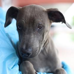 Shelter Stray Male Dog last seen FM 1346, San Antonio, TX 78227