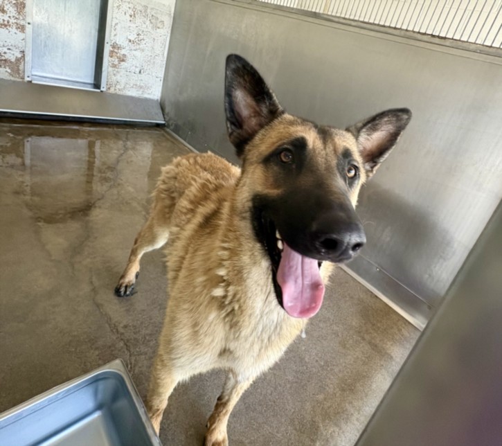 Shelter Stray Male Dog last seen IRON WOOD/IRIS, San Bernardino, CA 92401