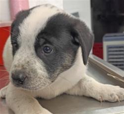 Shelter Stray Male Dog last seen , San Bernardino, CA 92401