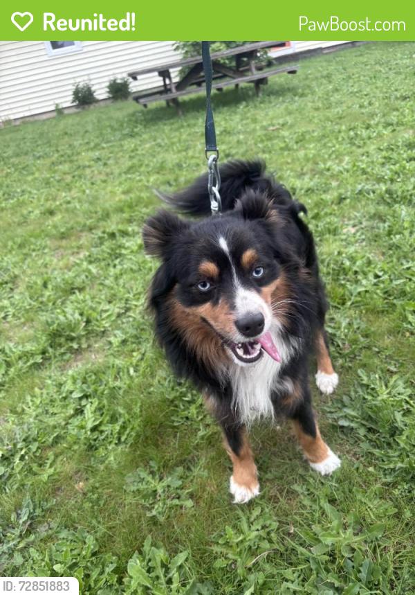 Reunited Male Dog last seen Near 36th Ave S, Kent, WA 98032, USA, Kent, WA 98032