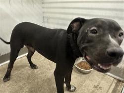 Shelter Stray Male Dog last seen Near BLOCK HIGHLAND AVE, San Bernardino, CA 92401