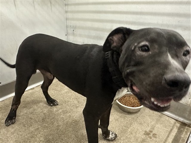 Shelter Stray Male Dog last seen Near BLOCK HIGHLAND AVE, San Bernardino, CA 92401
