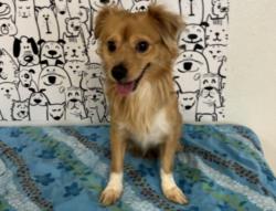 Shelter Stray Male Dog last seen , San Pedro, CA 90731