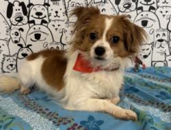 Shelter Stray Female Dog last seen , San Pedro, CA 90731