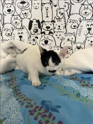 Shelter Stray Male Cat last seen , San Pedro, CA 90731