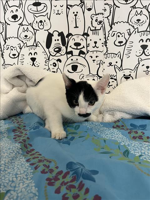 Shelter Stray Male Cat last seen , San Pedro, CA 90731