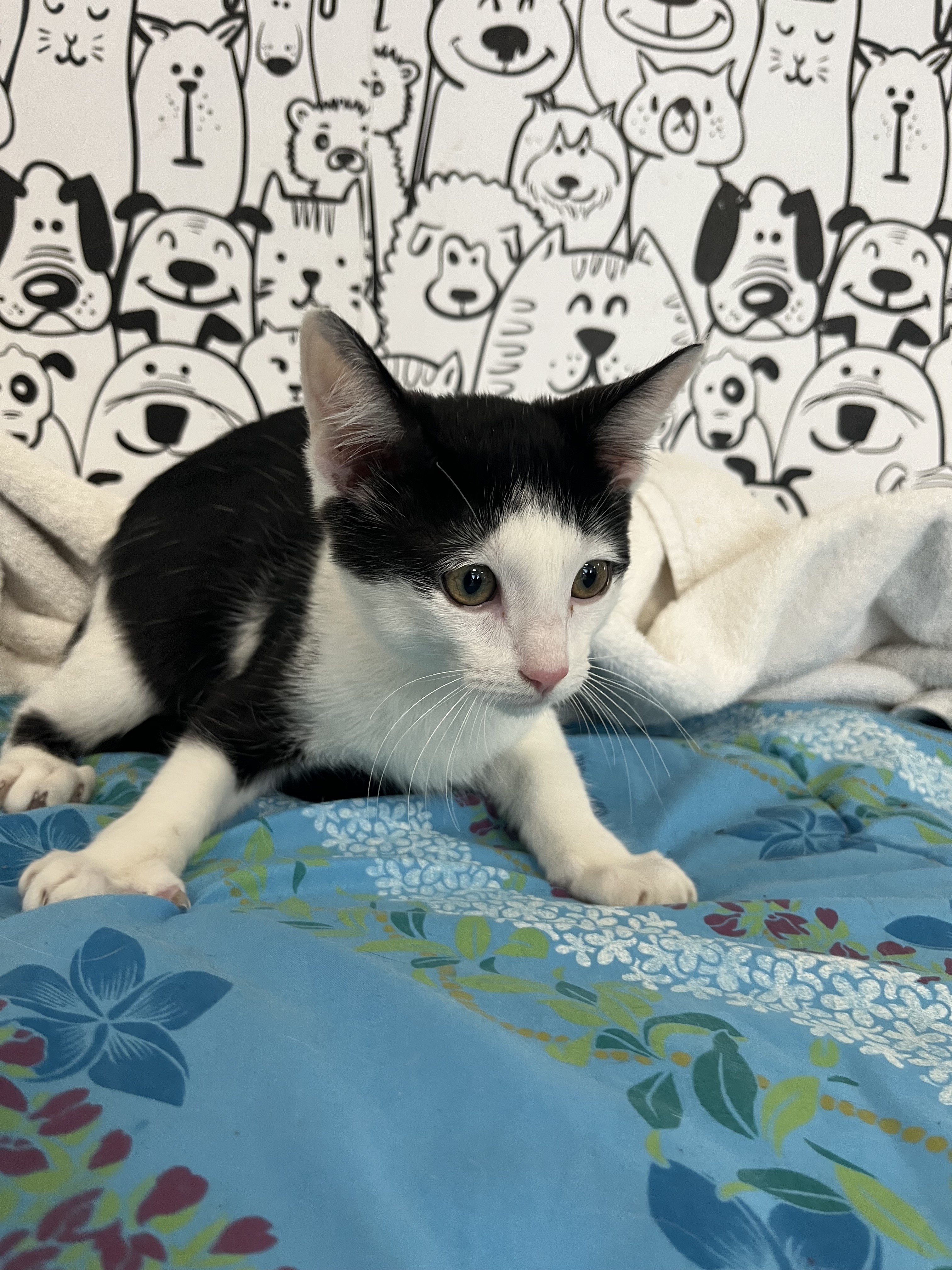 Shelter Stray Male Cat last seen , San Pedro, CA 90731