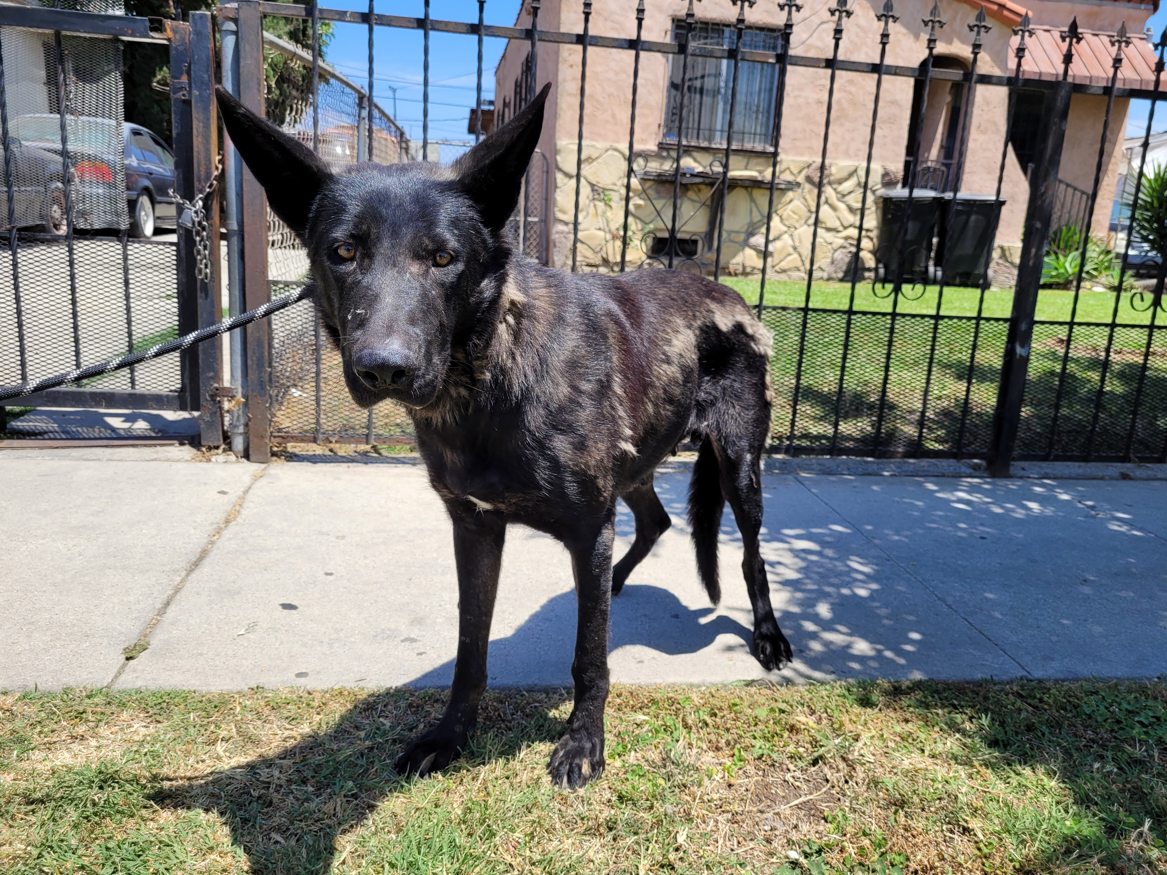 Shelter Stray Female Dog last seen , San Pedro, CA 90731