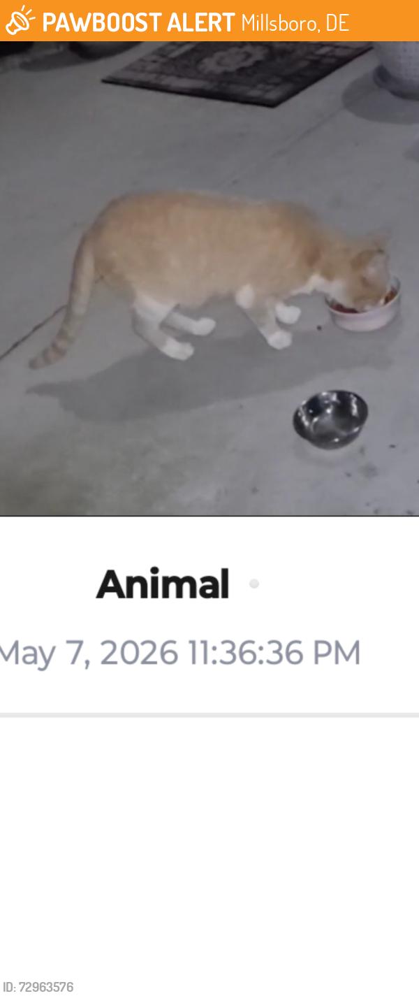 Found/Stray Unknown Cat last seen Belmont and Magnolia , Millsboro, DE 19966