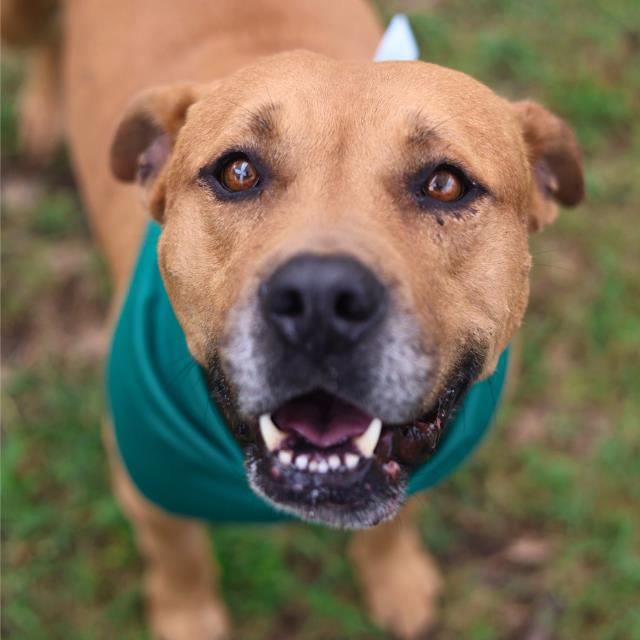 Shelter Stray Female Dog last seen Near BLOCK COOKS POINT, San Antonio, TX 78227