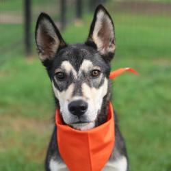 Shelter Stray Male Dog last seen Near BLOCK FM 1346, San Antonio, TX 78227