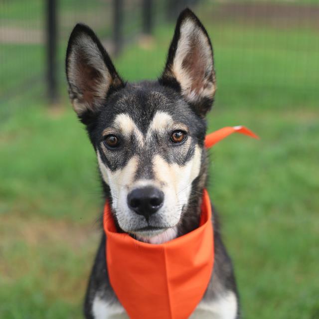 Shelter Stray Male Dog last seen Near BLOCK FM 1346, San Antonio, TX 78227
