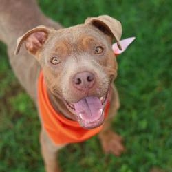 Shelter Stray Female Dog last seen Near BLOCK ADKINS TRAIL, San Antonio, TX 78227