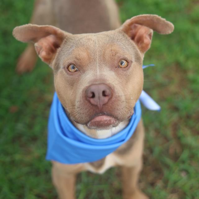 Shelter Stray Male Dog last seen Near BLOCK ADKINS TRAIL, San Antonio, TX 78227
