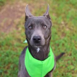 Shelter Stray Female Dog last seen Near BLOCK WAKE FORREST, San Antonio, TX 78227