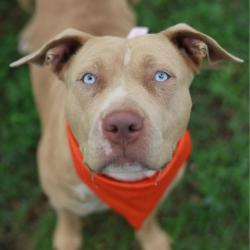 Shelter Stray Female Dog last seen Near BLOCK W BUCHANAN BLVD, San Antonio, TX 78227