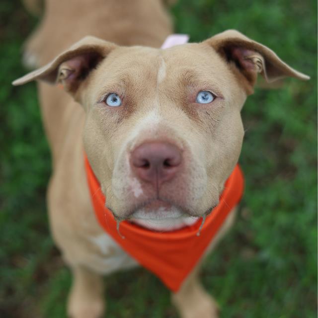 Shelter Stray Female Dog last seen Near BLOCK W BUCHANAN BLVD, San Antonio, TX 78227