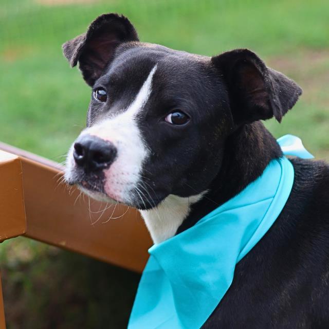 Shelter Stray Male Dog last seen WESTFIELD, San Antonio, TX 78227