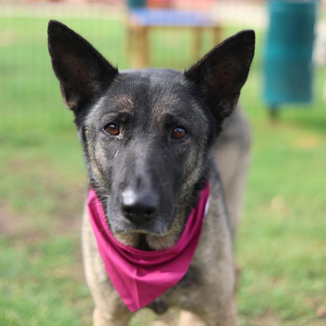 Shelter Stray Female Dog last seen Near BLK COLLINGSWORTH, San Antonio, TX 78227