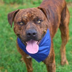 Shelter Stray Male Dog last seen Near BLOCK OF GREER ST, San Antonio, TX 78227