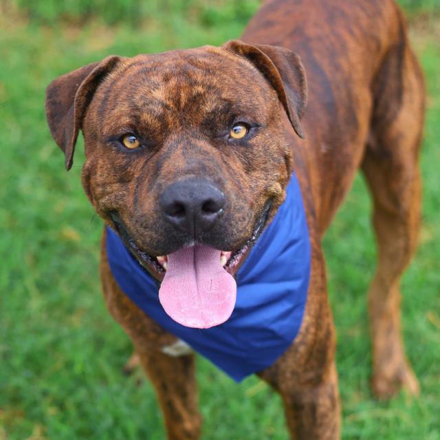 Shelter Stray Male Dog last seen Near BLOCK OF GREER ST, San Antonio, TX 78227