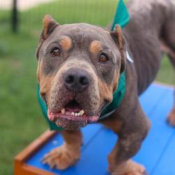 Shelter Stray Male Dog last seen LINCOLNWOOD DR, San Antonio, TX 78227