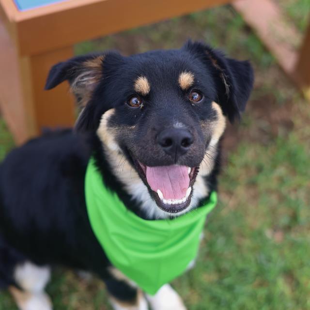 Shelter Stray Male Dog last seen Near BLOCK DEER VALLEY DR, San Antonio, TX 78227
