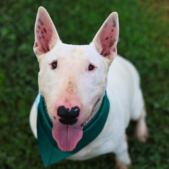 Shelter Stray Female Dog last seen Near BLOCK APPLEWHITE RD, San Antonio, TX 78227