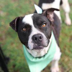 Shelter Stray Male Dog last seen Near BLOCK OF NOLAN, San Antonio, TX 78227