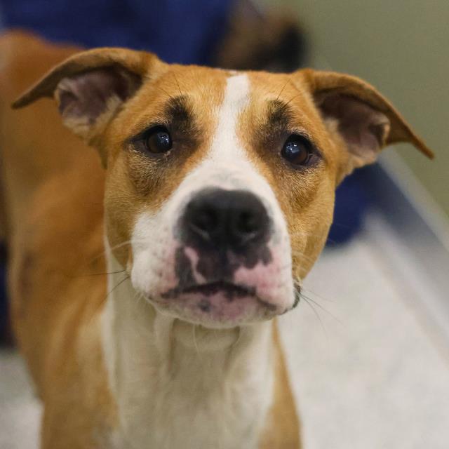 Shelter Stray Female Dog last seen GREEN PARK, San Antonio, TX 78227