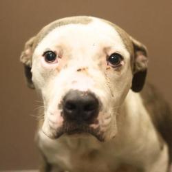Shelter Stray Male Dog last seen Near BLOCK GAYLE, San Antonio, TX 78227