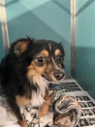 Shelter Stray Male Dog last seen SAN PABLO PLACE, San Antonio, TX 78227