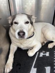 Shelter Stray Male Dog last seen Near BLOCK SINCLAIR, San Antonio, TX 78227